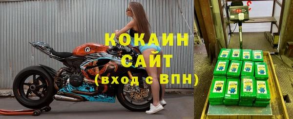 сатива Новокубанск